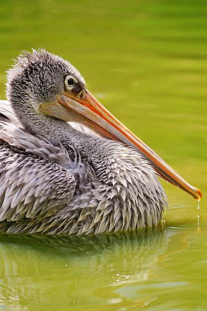 Pelican on green waters