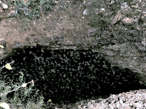 sunset bat cave bats brackencave mexicanfreetailed batconservationinternational