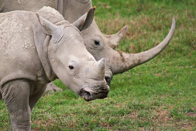 White Rhino (Ceratotherium simum) Calf & Mother