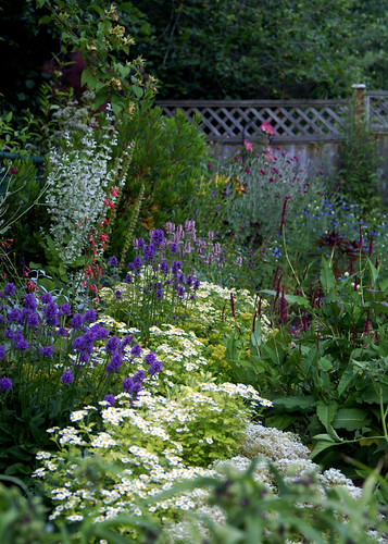 Backyard Color | by jacki-dee