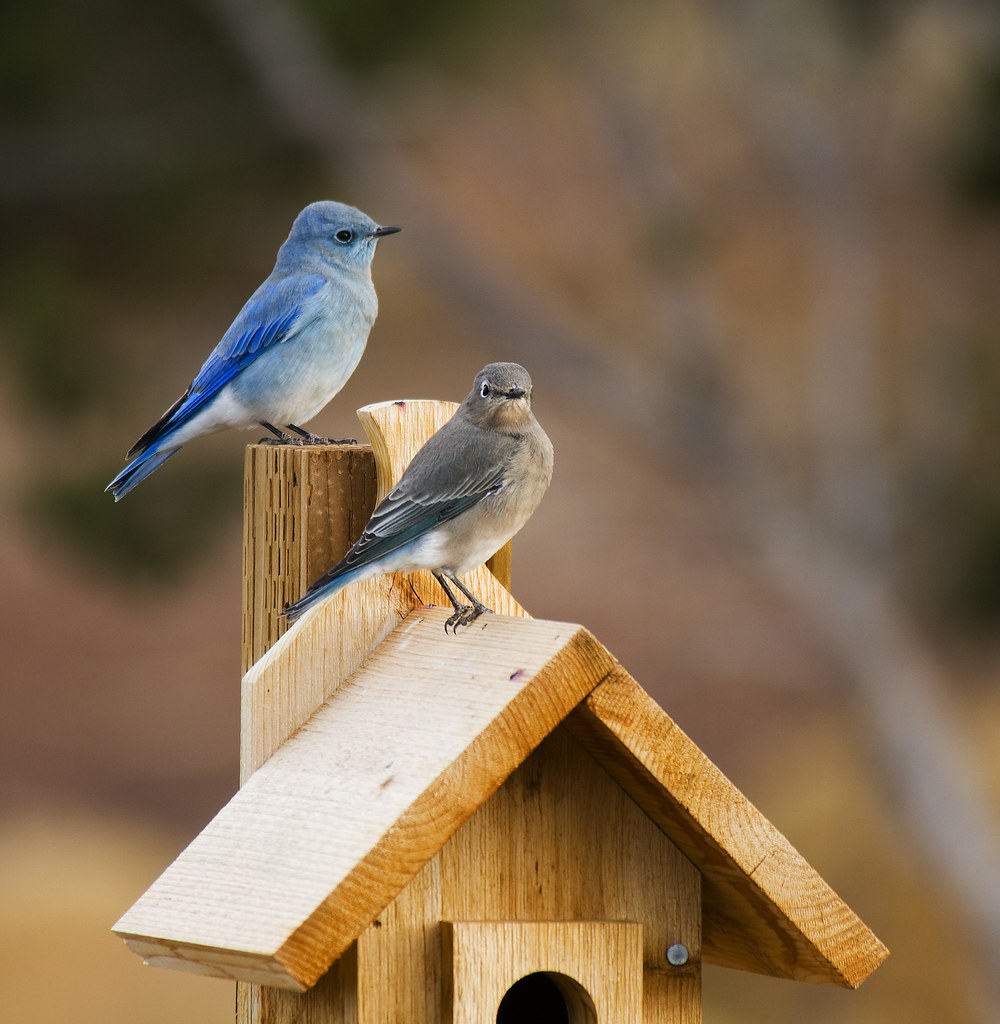 Mountain Bluebird Pair
