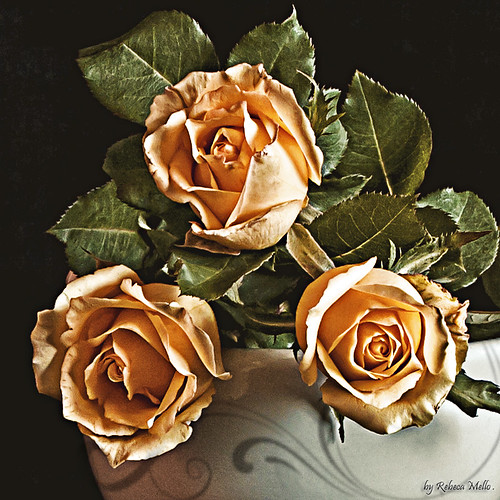 Just three roses .. by Rebeca Mello