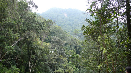 Wed, 09/30/2009 - 13:49 - View across the Lienhuachih forest.
Credit: CTFS