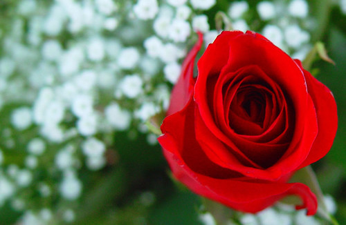 Rosa roja entre paniculata | Una rosa roja es bella, pero en… | Flickr