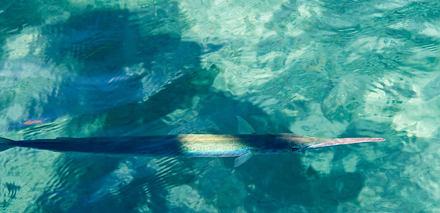 Tylosurus choram - fish of Red Sea