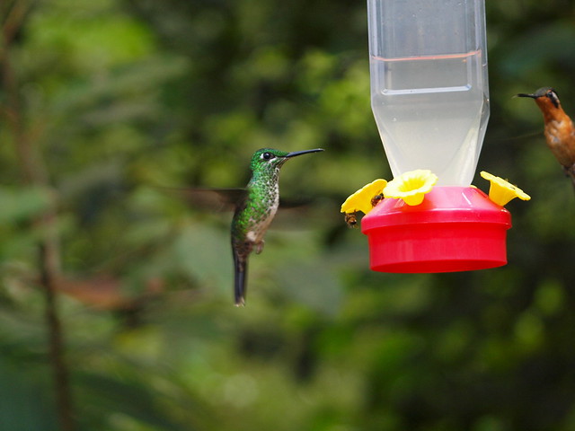 Hummingbirds at Monteverde #4