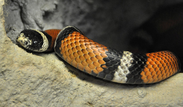 Sinaloan Milk Snake