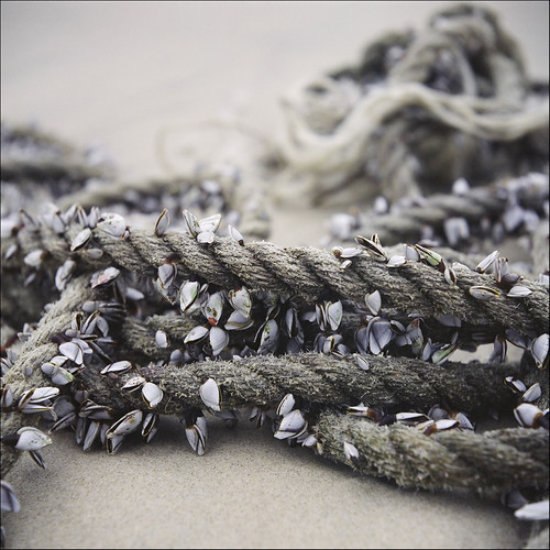 Shell Ropes beach rope and shells | I have obtained a close up lens set … | Flickr