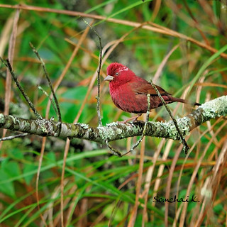 Vinaceous Rosefinch 酒红朱雀 | by somchai@2008