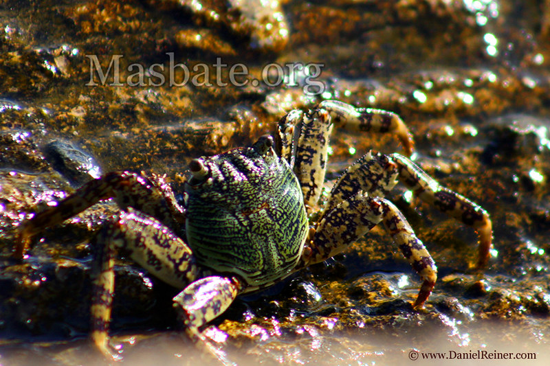 Philippine Rock Crab, These rock crabs are not that big and…