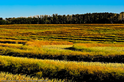 ca canada field rural landscape farm grain paisaje alberta canadá kanada landskap swaths