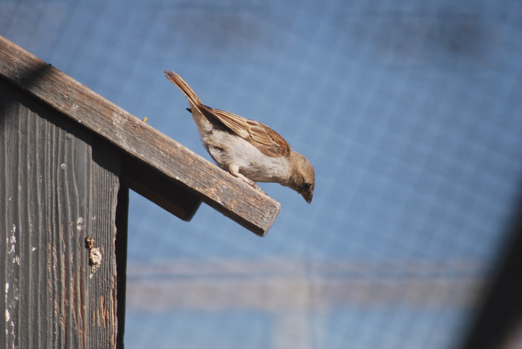 House Sparrow LMO 7-15-09