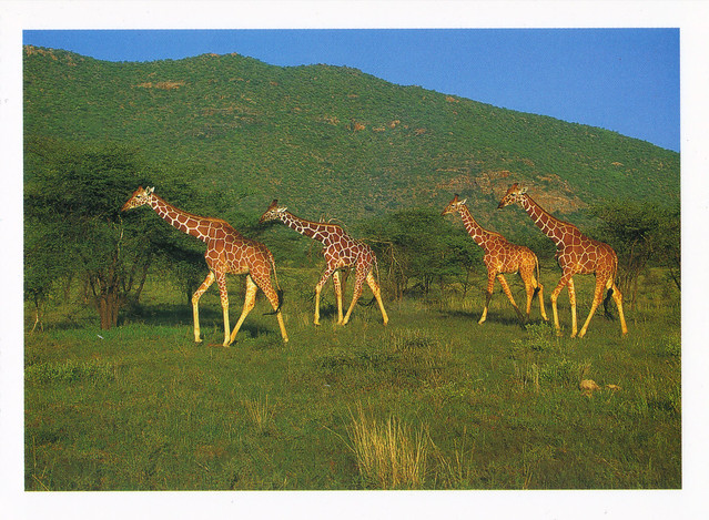 Masai Giraffes Postcard