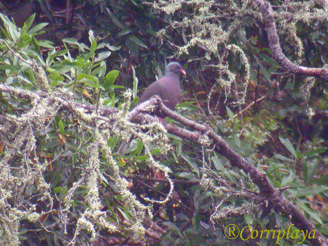 Paloma Rabiche (Columba junoniae) Laurel Pigeon | Tenerife I… | Flickr