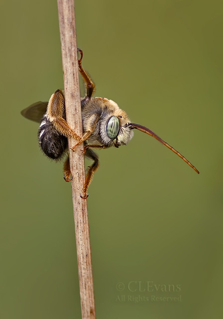 Long-horned Bee just hanging around