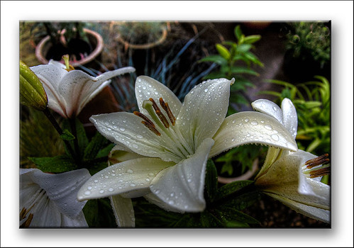 White Lily by KTDEE....