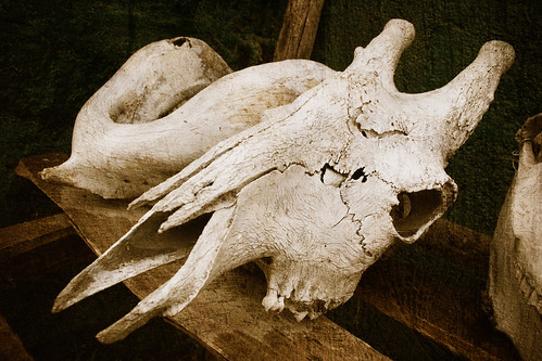 skulls kenya wildlife canon20d wildanimals eastafrica documentaryphotography sweetwatersgamereserve animalbones flickrunitedaward lakipiaplateau earthwatchresearchexpedition royalgr☮up