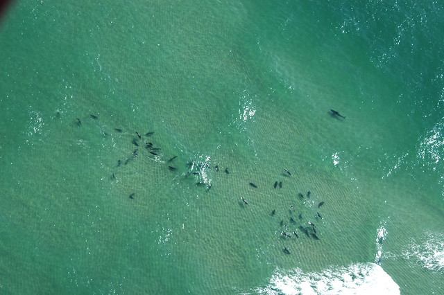 Great white sharks off the coast of Massachusetts. 