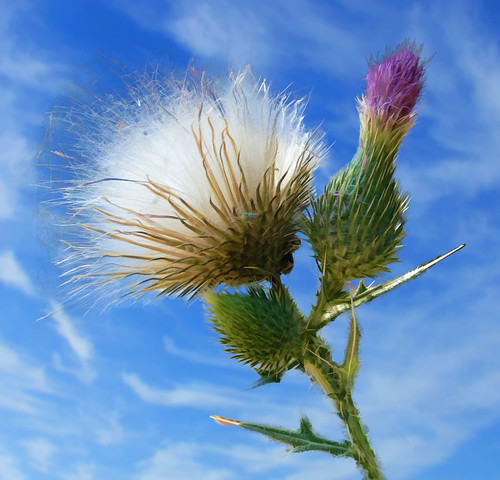 thistle masked simplified | by puffin31939