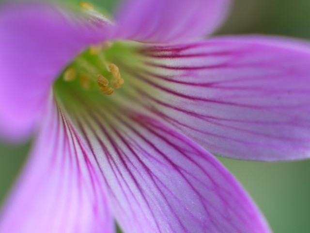 LPF (Little Purple Flower)