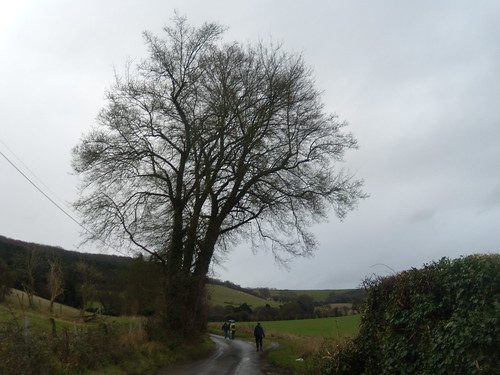 Past a lone tree Eynsford to Shoreham
