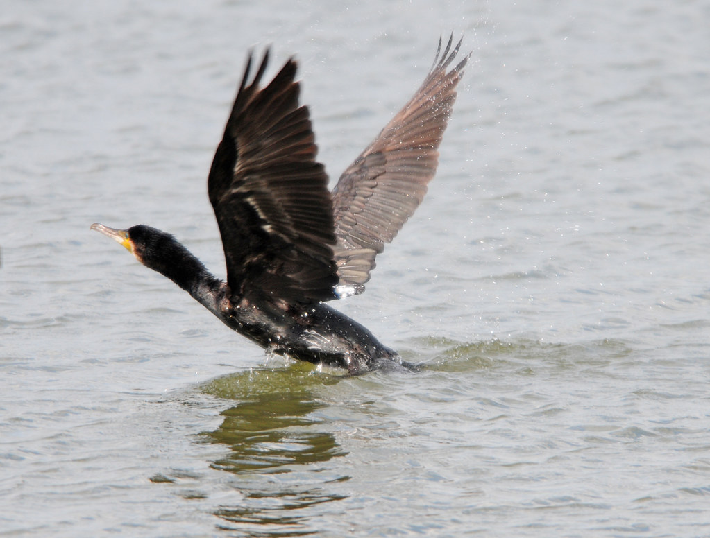 Cormorant (Phalacrocorax carbo) Taking off at RSPB Old Moor