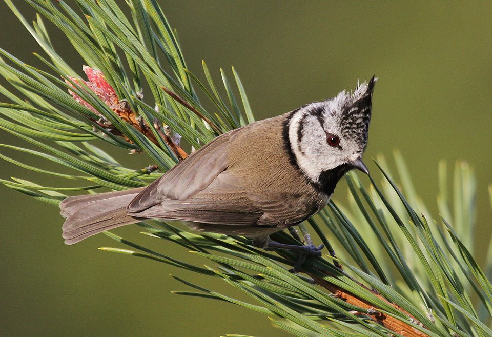 Crested Tit 2