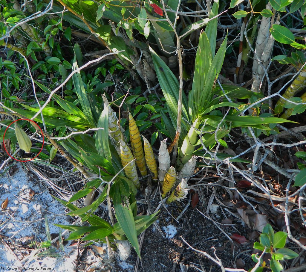 Cyrtopodium polyphyllum | Cyrtopodium polyphyllum (Vell.) Pa… | Flickr