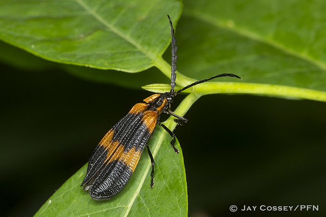 Banded Net-wing beetle (Calopteron reticulatum) R5093 Mohi… | Flickr