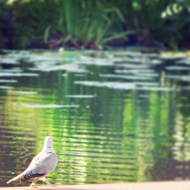 #Birds by the #Lake. #Water #WildLife #RollingCamera