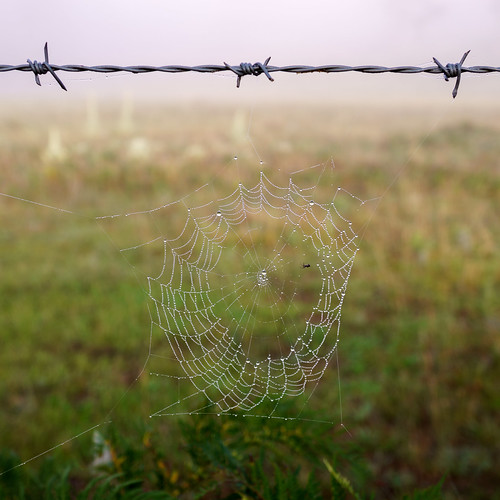 web rural country macro a6000 spiderwebs aberfoyle e30mmf35macro jasonbruth sonya6000 sony 2016 newsouthwales australia nsw au