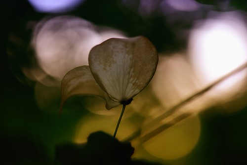 evening | by inge_rd