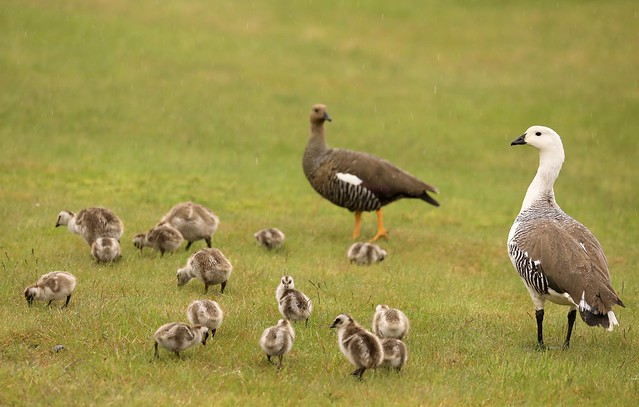 Upland Magellan Goose Family Torres Del Paine National Park Patagonia Chile South America