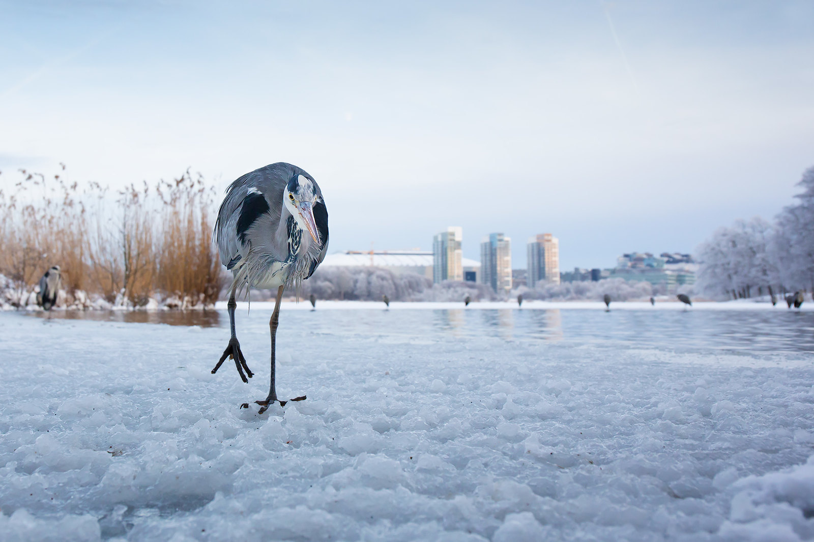 Ardea cinerea | Grey Heron | gråhäger