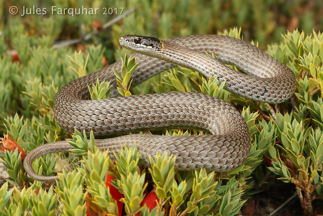 Masters' Snake (Drysdalia mastersii)