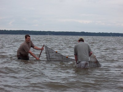 Seine Netting in the Potomac River by Park Rangers