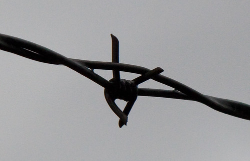 Barbed Wire | by lacomj