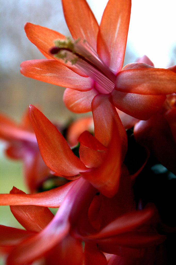 Zygocactus (color) | carroca | Flickr