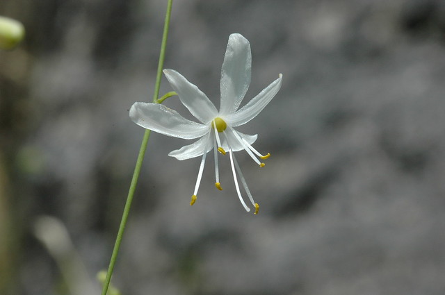 Anthericum ramosum (St Bernard's Lily / Kleine graslelie)