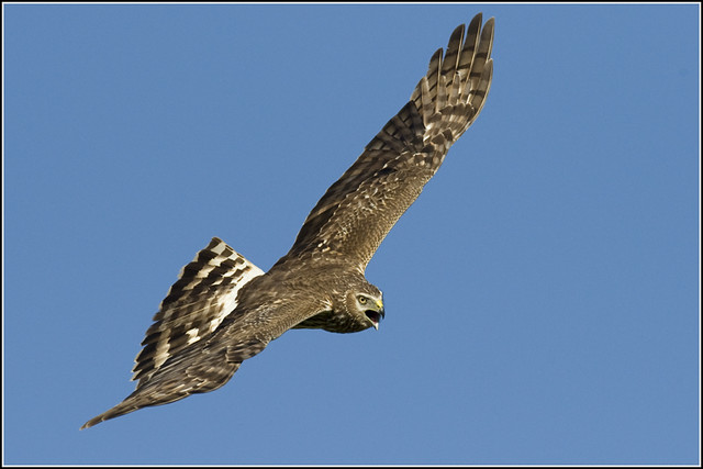 Hawk (Northern Harrier) - 0843