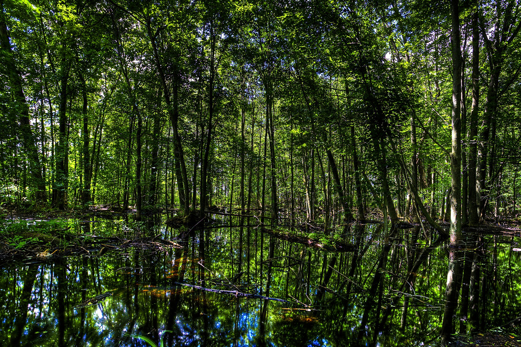 Michigan Wetland HDR by hz536n/George Thomas