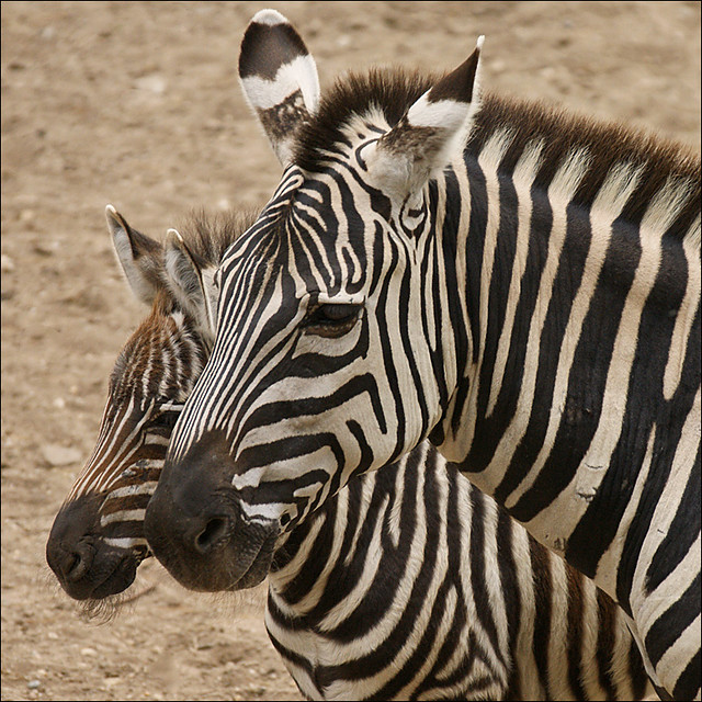 Mother Zebra and Foal