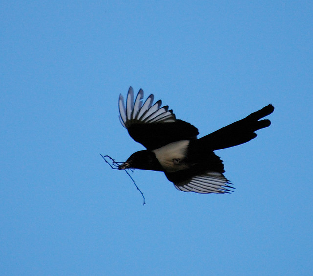 magpie building a nest