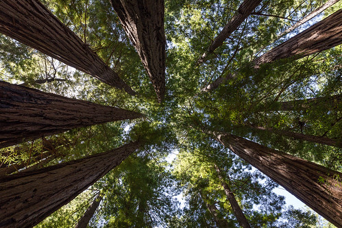 Muir Woods | by dtpancio