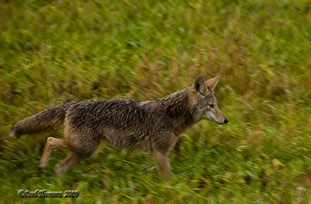 Coyote Trot