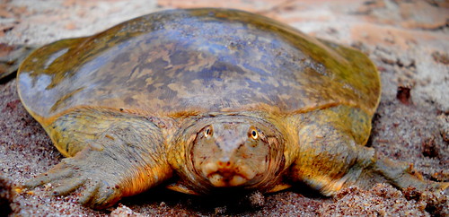 Oklahoma soft shell turtle | by okieman7