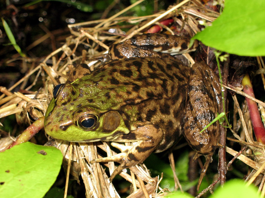 Class Amphibia Rana