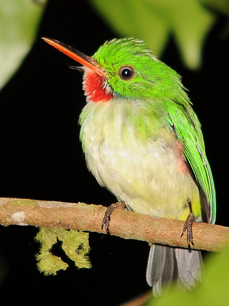 Rasta Bird // Robin Readbreast // Jamaican Tody | (Todus Tod… | Flickr