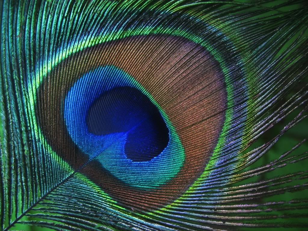 It reminds Lord Krishna | Peacock Feather | Siva Kumar | Flickr