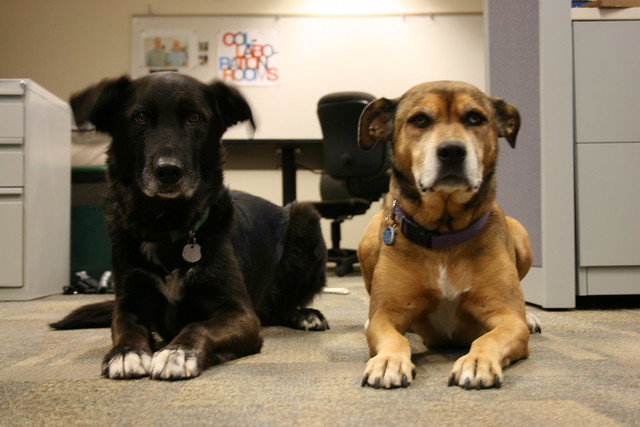 office dogs